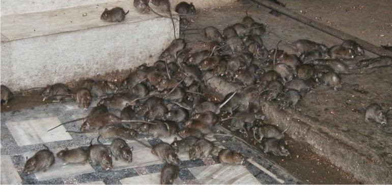 Megainfestação de ratos devasta fazendas na Austrália 