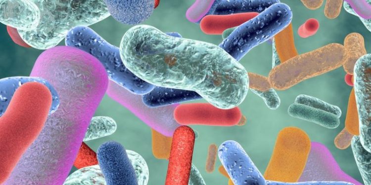 Transplante fecal rejuvenesce capacidade cerebral em cobaias