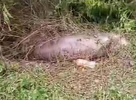 Cobra explode ao tentar comer uma vaca inteira na Tailândia