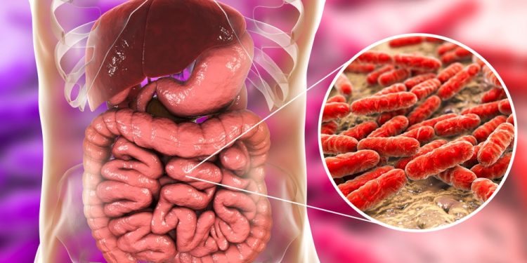 Efeitos do envelhecimento podem ser revertidos por bactérias do intestino