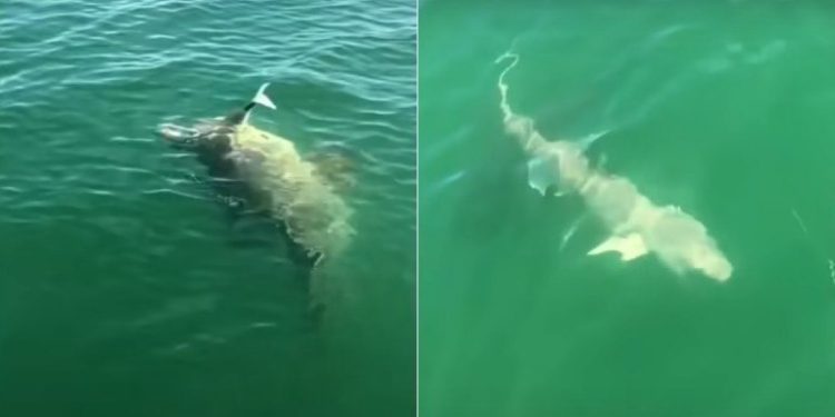 Tubarão fisgado por pescadores é devorado por peixe gigantesco