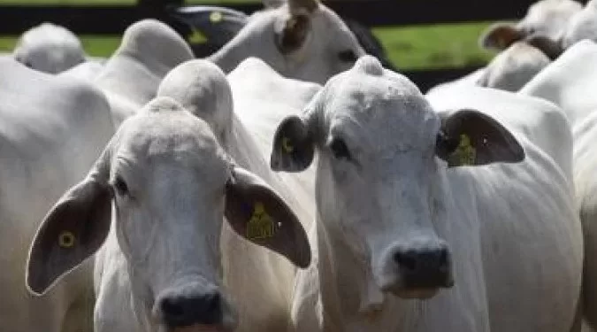 China anuncia suspensão do embargo às carnes bovinas brasileiras