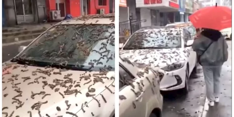 Vídeo: ‘Chuva de vermes’ na China viraliza e assusta pessoas. Saiba o que houve