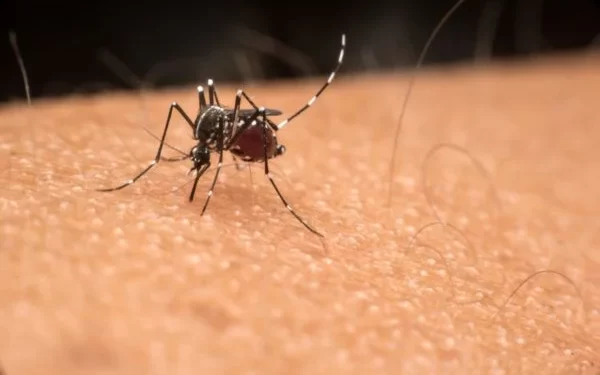 Qdenga: nova vacina contra dengue pode acabar com epidemia brasileira?