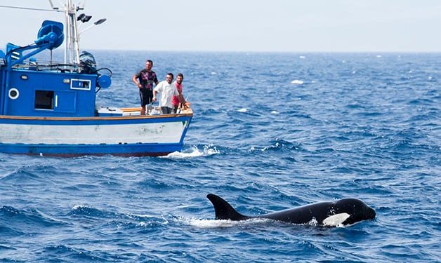 Orcas afundam barcos na Europa e podem estar ensinando outras a fazer o mesmo, diz site