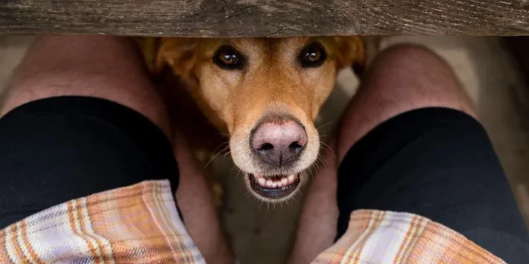 Por que os cães gostam tanto de cheirar as partes íntimas das pessoas?