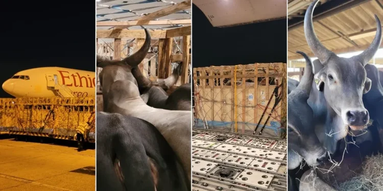 Já viu um touro voar? Entenda como mais de 300 viajaram de avião do Brasil ao Senegal