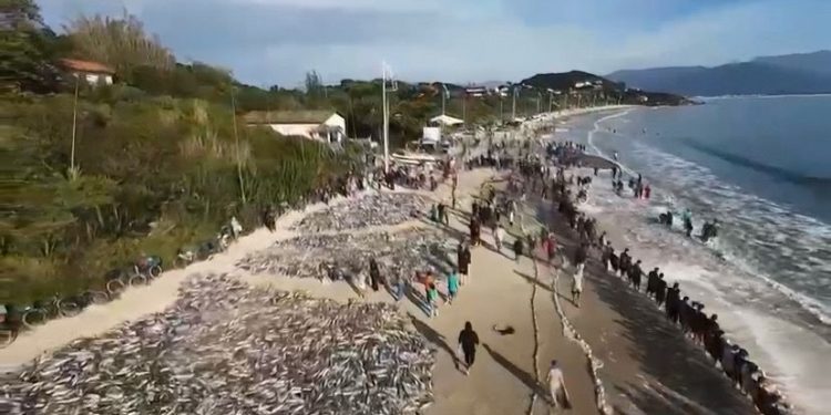Lance histórico: pescadores capturam mais de 50 mil tainhas em Palhoça