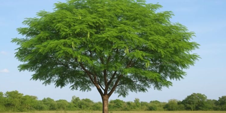Conheça a árvore que se espalha pelas cidades brasileiras e pode comprometer nossa biodiversidade