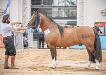 Morre Del Oeste Zorrino, lenda do cavalo Crioulo e símbolo máximo da raça na América do Sul