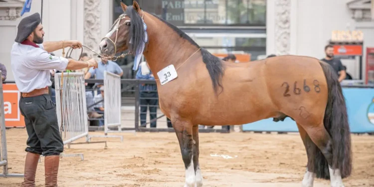 Morre Del Oeste Zorrino, lenda do cavalo Crioulo e símbolo máximo da raça na América do Sul