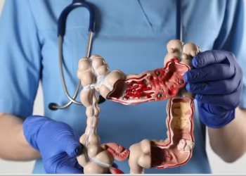 Sexto sentido intestinal? Estudo mostra como bactérias ‘falam’ com o cérebro