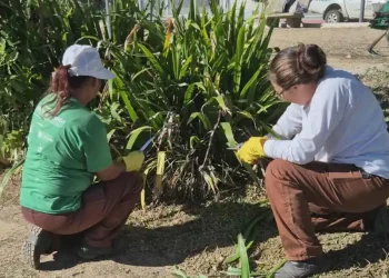 Praças de São José passam por intensa limpeza e manutenção
