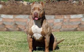 Governo de SC assina decreto que veta pit bulls em locais públicos com multa de até R$ 5 mil