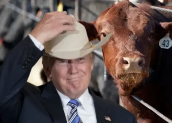 Pecuaristas dos EUA querem banir a carne brasileira e aplaudem tarifa de Trump