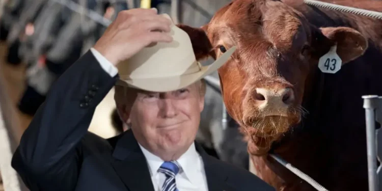 Pecuaristas dos EUA querem banir a carne brasileira e aplaudem tarifa de Trump