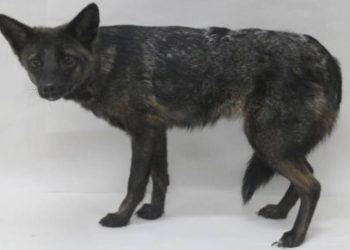 Há quatro anos, alguém atropelou um cachorro no Brasil: hoje sabemos que ele não era um cachorro e nem deveria existir