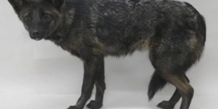 Há quatro anos, alguém atropelou um cachorro no Brasil: hoje sabemos que ele não era um cachorro e nem deveria existir