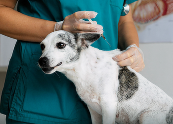 DIBEA de Biguaçu intensifica vacinação para cães com ação nesta sexta-feira (29)