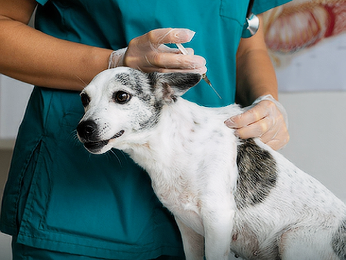 DIBEA de Biguaçu intensifica vacinação para cães com ação nesta sexta-feira (29)