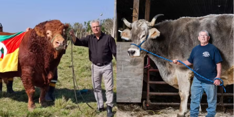 Quais são os maiores touros do mundo? Veja a lista