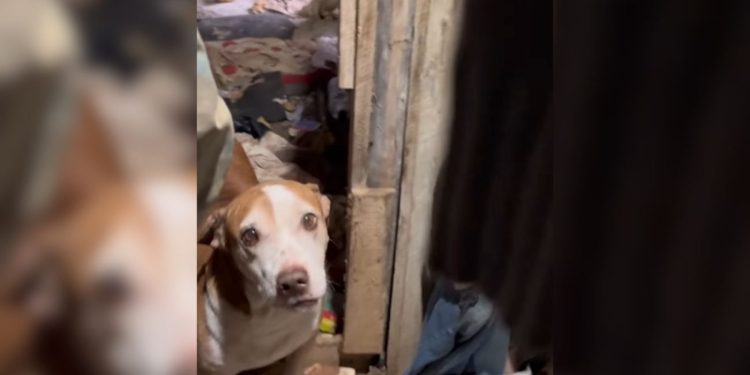 Cena de terror: freezer com cães mortos e 80 animais em situação cruel chocam policiais em Biguaçu