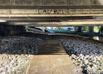 Após estupros, local perigoso em Biguaçu receberá câmeras de reconhecimento facial