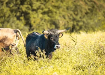 Dinamarca apresenta descendente de vaca gigante extinta em 1627