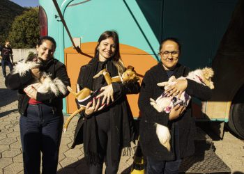 Fim de semana de mutirão castra 238 cães e gatos e eleva para 890 o total de procedimentos em 2026