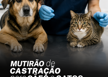 Castrabus leva 600 castrações gratuitas para bairros de Biguaçu em setembro