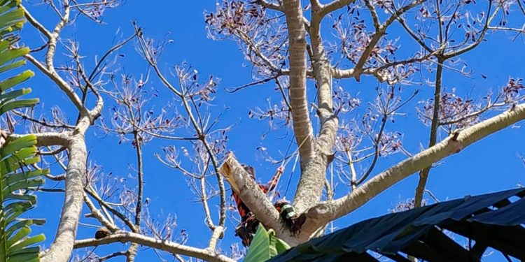 Município dá continuidade à poda e corte de árvores para se preparar para o El Niño